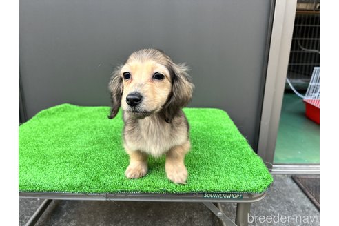 成約済の兵庫県のカニンヘンダックスフンド(ロングヘアード)-274623の5枚目